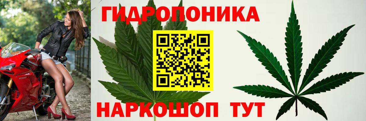 Бошки марихуана OG Kush Кудрово